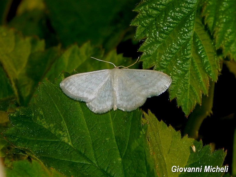 Geometridae da ID - Idaea subsericeata